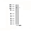 DF4776 staining HepG2 by IF/ICC. The sample were fixed with PFA and permeabilized in 0.1% Triton X-100,then blocked in 10% serum for 45 minutes at 25¡ãC. The primary antibody was diluted at 1/200 and incubated with the sample for 1 hour at 37¡ãC. An Alexa Fluor 594 conjugated goat anti-rabbit IgG (H+L) Ab, diluted at 1/600, was used as the secondary antibod