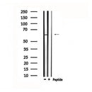 Western blot analysis of extracts from rat brain, using TESK2 Antibody.