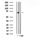DF4817 staining HepG2 by IF/ICC. The sample were fixed with PFA and permeabilized in 0.1% Triton X-100,then blocked in 10% serum for 45 minutes at 25¡ãC. The primary antibody was diluted at 1/200 and incubated with the sample for 1 hour at 37¡ãC. An Alexa Fluor 594 conjugated goat anti-rabbit IgG (H+L) Ab, diluted at 1/600, was used as the secondary antibod