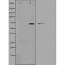 DF4882 staining HeLa by IF/ICC. The sample were fixed with PFA and permeabilized in 0.1% Triton X-100,then blocked in 10% serum for 45 minutes at 25¡ãC. The primary antibody was diluted at 1/200 and incubated with the sample for 1 hour at 37¡ãC. An Alexa Fluor 594 conjugated goat anti-rabbit IgG (H+L) Ab, diluted at 1/600, was used as the secondary antibod