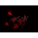 Western blot analysis of extracts from 293, using FZD2 Antibody.