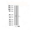 Western blot analysis of extracts from Hela, using CXCR3 Antibody.
