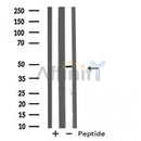 Western blot analysis of extracts from rat muscle, using GPR173 Antibody.
