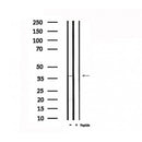 Western blot analysis of extracts from rat mmuscle, using ADORA1 Antibody.