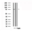 Western blot analysis of extracts from various samples, using FSHR Antibody.lane 1:Mouse brainlane 2:Hela