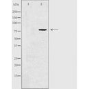 DF4943 staining RAW264.7 by IF/ICC. The sample were fixed with PFA and permeabilized in 0.1% Triton X-100,then blocked in 10% serum for 45 minutes at 25¡ãC. The primary antibody was diluted at 1/200 and incubated with the sample for 1 hour at 37¡ãC. An Alexa Fluor 594 conjugated goat anti-rabbit IgG (H+L) Ab, diluted at 1/600, was used as the secondary antibod