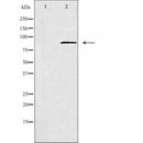 DF4955 staining 293 by IF/ICC. The sample were fixed with PFA and permeabilized in 0.1% Triton X-100,then blocked in 10% serum for 45 minutes at 25¡ãC. The primary antibody was diluted at 1/200 and incubated with the sample for 1 hour at 37¡ãC. An Alexa Fluor 594 conjugated goat anti-rabbit IgG (H+L) Ab, diluted at 1/600, was used as the secondary antibod