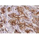 Western blot analysis of extracts from 293 and HepG2, using GPR35 Antibody.