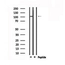 Western blot analysis of extracts from rat spleen, using LGR4 Antibody.