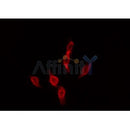 Western blot analysis of extracts from HepG2, using MC4R Antibody. Lane 1 was treated with the antigen-specific peptide.
