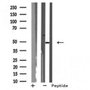DF4999 staining NIH-3T3 by IF/ICC. The sample were fixed with PFA and permeabilized in 0.1% Triton X-100,then blocked in 10% serum for 45 minutes at 25¡ãC. The primary antibody was diluted at 1/200 and incubated with the sample for 1 hour at 37¡ãC. An Alexa Fluor 594 conjugated goat anti-rabbit IgG (H+L) Ab, diluted at 1/600, was used as the secondary antibod
