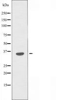 DF5031 staining HeLa by IF/ICC. The sample were fixed with PFA and permeabilized in 0.1% Triton X-100,then blocked in 10% serum for 45 minutes at 25¡ãC. The primary antibody was diluted at 1/200 and incubated with the sample for 1 hour at 37¡ãC. An Alexa Fluor 594 conjugated goat anti-rabbit IgG (H+L) Ab, diluted at 1/600, was used as the secondary antibod