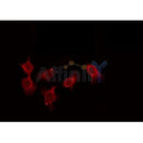 Western blot analysis of extracts from various samples, using OR5D3 Antibody.
Lane 1: Sp2/0 treated with blocking peptide.
Lane 2: Sp2/0;
Lane 3: B16F10;