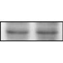 AF5128 staining Hela by IF/ICC. The samples were fixed with PFA and permeabilized in 0.1% Triton X-100,then blocked in 10% serum for 45 minutes at 25¡ãC. Samples were then incubated with primary Ab(AF5128 1:200) and mouse anti-beta tubulin Ab(T0023 1:200) for 1 hour at 37¡ãC. An AlexaFluor594 conjugated goat anti-rabbit IgG(H+L) Ab(S0006 1:200 Red) and an AlexaFluor488 conjugated goat anti-mouse IgG(H+L) Ab(S0017 1:600 Green) were used as the secondary antibod