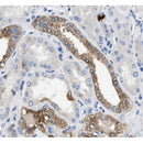 Western blot analysis of Annexin III Antibody expression in rat liver tissue lysates.The lane on the right is treated with the antigen-specific peptide.