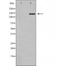 AF5185 for IHC in human brain tissue