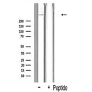 AF5208 staining HeLa cells by IF/ICC. The sample were fixed with PFA and permeabilized in 0.1% Triton X-100,then blocked in 10% serum for 45 minutes at 25¡ãC. The primary antibody was diluted at 1/200 and incubated with the sample for 1 hour at 37¡ãC. An Alexa Fluor 594 conjugated goat anti-rabbit IgG (H+L) antibody(Cat.