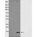 Western blot analysis of INSL3 expression in MCF7 cells,The lane on the left is treated with the antigen-specific peptide.
