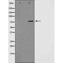 AF5249 staining HT29 by IF/ICC. The sample were fixed with PFA and permeabilized in 0.1% Triton X-100,then blocked in 10% serum for 45 minutes at 25¡ãC. The primary antibody was diluted at 1/200 and incubated with the sample for 1 hour at 37¡ãC. An Alexa Fluor 594 conjugated goat anti-rabbit IgG (H+L) Ab, diluted at 1/600, was used as the secondary antibod