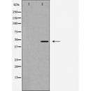Western blot analysis of AF5418 expression in various lysates 1 Rat brain 2 mouse brain 3 mouse lung 4 HeLa 5 HEPG2 6 293 7 Mouse spleen 8 Rat heart