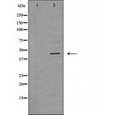DF6066 at 1/100 staining Mouse colon tissue by IHC-P. The sample was formaldehyde fixed and a heat mediated antigen retrieval step in citrate buffer was performed. The sample was then blocked and incubated with the antibody for 1.5 hours at 22¡ãC. An HRP conjugated goat anti-rabbit antibody was used as the secondary