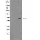 DF6076 at 1/100 staining Mouse liver tissue by IHC-P. The sample was formaldehyde fixed and a heat mediated antigen retrieval step in citrate buffer was performed. The sample was then blocked and incubated with the antibody for 1.5 hours at 22¡ãC. An HRP conjugated goat anti-rabbit antibody was used as the secondary