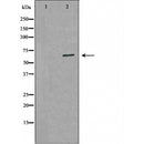 DF6094 staining 293 by IF/ICC. The sample were fixed with PFA and permeabilized in 0.1% Triton X-100,then blocked in 10% serum for 45 minutes at 25¡ãC. The primary antibody was diluted at 1/200 and incubated with the sample for 1 hour at 37¡ãC. An Alexa Fluor 594 conjugated goat anti-rabbit IgG (H+L) Ab, diluted at 1/600, was used as the secondary antibod