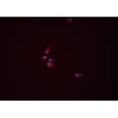 Western blot analysis of extracts from Hela, using WNT3A Antibody. The lane on the left was treated with blocking peptide.