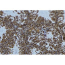 Western blot analysis of extracts from 293t, using SNX9 Antibody. The lane on the left was treated with blocking peptide.