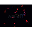 DF6169 at 1/100 staining Mouse liver tissue by IHC-P. The sample was formaldehyde fixed and a heat mediated antigen retrieval step in citrate buffer was performed. The sample was then blocked and incubated with the antibody for 1.5 hours at 22¡ãC. An HRP conjugated goat anti-rabbit antibody was used as the secondary
