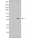 Western blot analysis of Hela using ANXA1 antibody. The lane on the left is treated with the antigen-specific peptide.
