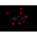 DF6267 at 1/100 staining Mouse colon tissue by IHC-P. The sample was formaldehyde fixed and a heat mediated antigen retrieval step in citrate buffer was performed. The sample was then blocked and incubated with the antibody for 1.5 hours at 22¡ãC. An HRP conjugated goat anti-rabbit antibody was used as the secondary