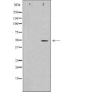 DF6898 at 1/100 staining Human lymph node tissue by IHC-P. The sample was formaldehyde fixed and a heat mediated antigen retrieval step in citrate buffer was performed. The sample was then blocked and incubated with the antibody for 1.5 hours at 22¡ãC. An HRP conjugated goat anti-rabbit antibody was used as the secondary