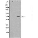DF7049 staining Hela cells by IF/ICC. The sample were fixed with PFA and permeabilized in 0.1% Triton X-100,then blocked in 10% serum for 45 minutes at 25¡ãC. The primary antibody was diluted at 1/200 and incubated with the sample for 1 hour at 37¡ãC. An Alexa Fluor 594 conjugated goat anti-rabbit IgG (H+L) antibody(Cat.