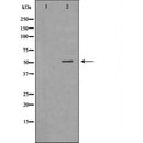 DF7052 staining 293 by IF/ICC. The sample were fixed with PFA and permeabilized in 0.1% Triton X-100,then blocked in 10% serum for 45 minutes at 25¡ãC. The primary antibody was diluted at 1/200 and incubated with the sample for 1 hour at 37¡ãC. An Alexa Fluor 594 conjugated goat anti-rabbit IgG (H+L) Ab, diluted at 1/600, was used as the secondary antibod