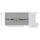 Western blot analysis of various lysates, using GAPDH Mouse Monoclonal Antibody.