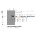 Western blot analysis of HA-Tag Mouse Monoclonal Antibody expression in HA-tag fusion protein
sample