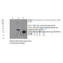Western blot analysis of His-Tag Mouse Monoclonal Antibody expression in 6*His-tag fusion protein
sample