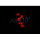AF0061 staining K562 by IF/ICC. The sample were fixed with PFA and permeabilized in 0.1% Triton X-100,then blocked in 10% serum for 45 minutes at 25¡ãC. The primary antibody was diluted at 1/200 and incubated with the sample for 1 hour at 37¡ãC. An Alexa Fluor 594 conjugated goat anti-rabbit IgG (H+L) Ab, diluted at 1/600, was used as the secondary antibod
