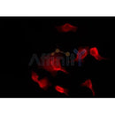 Western blot analysis of extracts from mouse brain, using Pim-1 Antibody. Lane 1 was treated with the antigen-specific peptide.