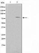 AF0843 staining Hela by IF/ICC. The sample were fixed with PFA and permeabilized in 0.1% Triton X-100,then blocked in 10% serum for 45 minutes at 25¡ãC. The primary antibody was diluted at 1/200 and incubated with the sample for 1 hour at 37¡ãC. An Alexa Fluor 594 conjugated goat anti-rabbit IgG (H+L) Ab, diluted at 1/600, was used as the secondary antibod