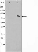AF0739 staining LOVO by IF/ICC. The sample were fixed with PFA and permeabilized in 0.1% Triton X-100,then blocked in 10% serum for 45 minutes at 25¡ãC. The primary antibody was diluted at 1/200 and incubated with the sample for 1 hour at 37¡ãC. An Alexa Fluor 594 conjugated goat anti-rabbit IgG (H+L) Ab, diluted at 1/600, was used as the secondary antibod