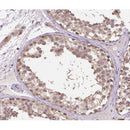 Western blot analysis of extracts from mouse brain, using GADD153 Antibody.