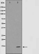 AF0593 staining NIH/3T3 cells by IF/ICC. The sample were fixed with PFA and permeabilized in 0.1% Triton X-100,then blocked in 10% serum for 45 minutes at 25¡ãC. The primary antibody was diluted at 1/200 and incubated with the sample for 1 hour at 37¡ãC. An  Alexa Fluor 594 conjugated goat anti-rabbit IgG (H+L) antibody(Cat.