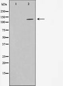 AF0585 staining HeLa  cells by IF/ICC. The sample were fixed with PFA and permeabilized in 0.1% Triton X-100,then blocked in 10% serum for 45 minutes at 25¡ãC. The primary antibody was diluted at 1/200 and incubated with the sample for 1 hour at 37¡ãC. An  Alexa Fluor 594 conjugated goat anti-rabbit IgG (H+L) antibody(Cat.