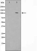 AF0617 staining K-562 cells by IF/ICC. The sample were fixed with PFA and permeabilized in 0.1% Triton X-100,then blocked in 10% serum for 45 minutes at 25¡ãC. The primary antibody was diluted at 1/200 and incubated with the sample for 1 hour at 37¡ãC. An Alexa Fluor 594 conjugated goat anti-rabbit IgG (H+L) antibody(Cat.