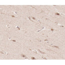 AF0282 at 1/100 staining human brain tissue sections by IHC-P. The tissue was formaldehyde fixed and a heat mediated antigen retrieval step in citrate buffer was performed. The tissue was then blocked and incubated with the antibody for 1.5 hours at 22¡ãC. An HRP conjugated goat anti-rabbit antibody was used as the secondary