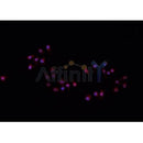 AF0331 staining A549 cells by IF/ICC. The sample were fixed with PFA and permeabilized in 0.1% Triton X-100,then blocked in 10% serum for 45 minutes at 25¡ãC. The primary antibody was diluted at 1/200 and incubated with the sample for 1 hour at 37¡ãC. An Alexa Fluor 594 conjugated goat anti-rabbit IgG (H+L) antibody(Cat.