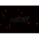 AF0412 staining HeLa cells by IF/ICC. The sample were fixed with PFA and permeabilized in 0.1% Triton X-100,then blocked in 10% serum for 45 minutes at 25¡ãC. The primary antibody was diluted at 1/200 and incubated with the sample for 1 hour at 37¡ãC. An Alexa Fluor 594 conjugated goat anti-rabbit IgG (H+L) antibody(Cat.