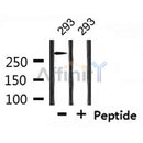Western blot analysis of extracts from 293, using ATRX Antibody.